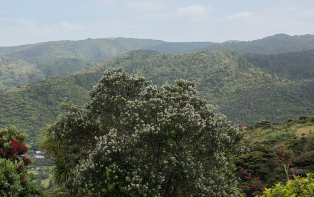 640x304 Waitakere Ranges, NZ